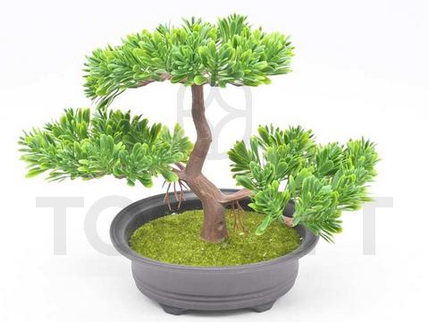 BONSAI W DONICZCE