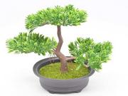 BONSAI W DONICZCE